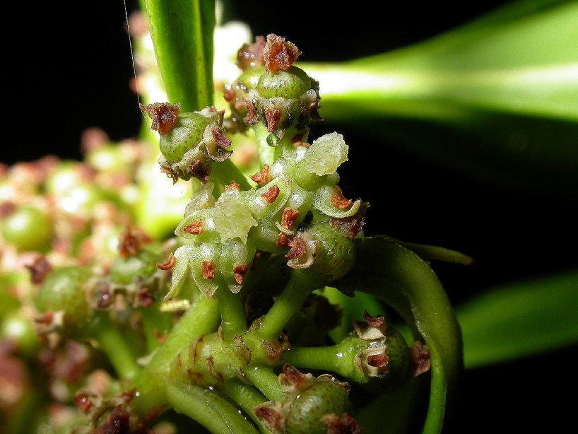 Primulaceae  