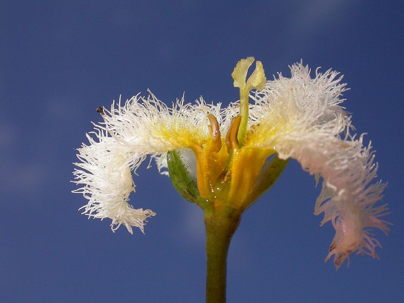 Menyanthaceae Nymphoides 
