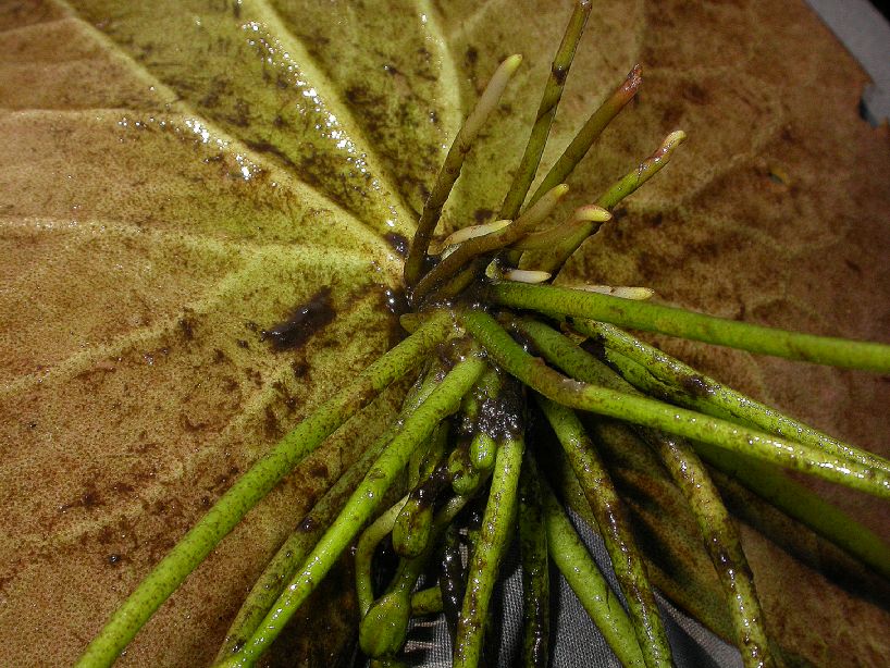 Menyanthaceae Nymphoides 