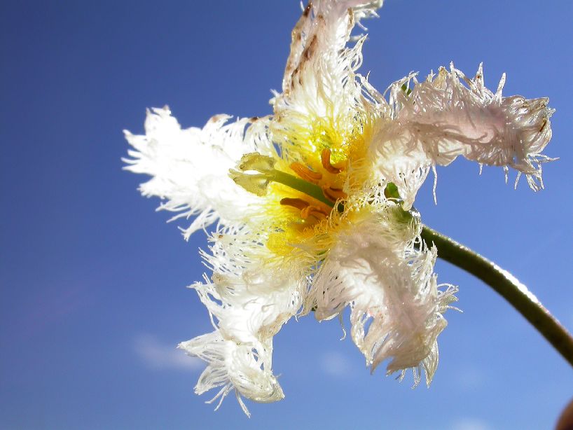 Menyanthaceae Nymphoides 