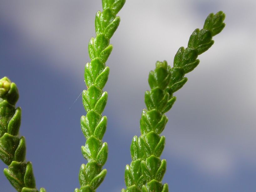 Cupressaceae Platycladus 