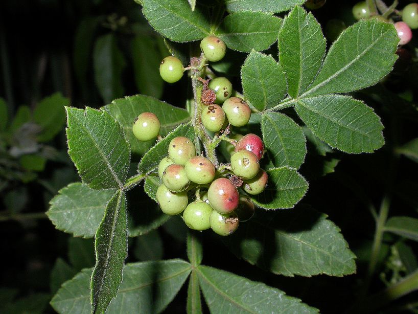 Anacardiaceae Schinus terebinthifolius