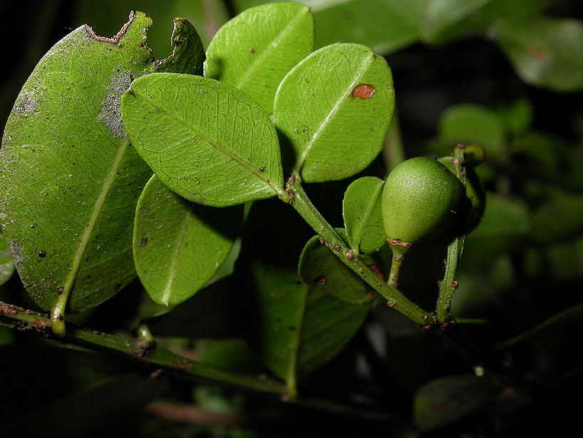 Rhamnaceae Scutia 