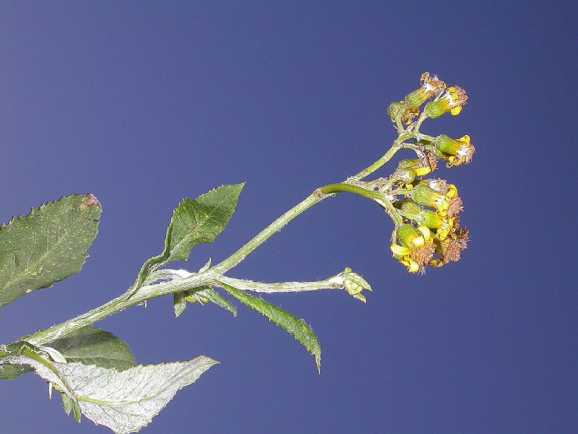 Asteraceae Senecio deferens