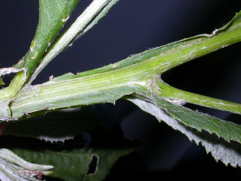 Asteraceae Senecio deferens