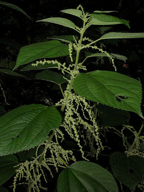 Urticaceae Urera 