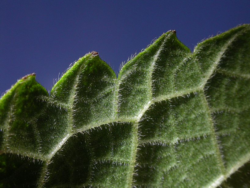 Urticaceae Urera 