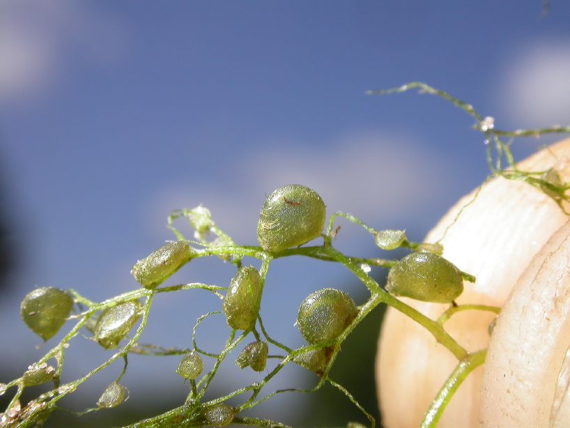 Lentibulariaceae Utricularia 