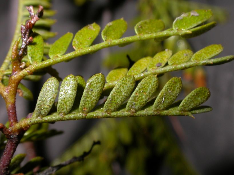 Fabaceae Zuccagnia punctata
