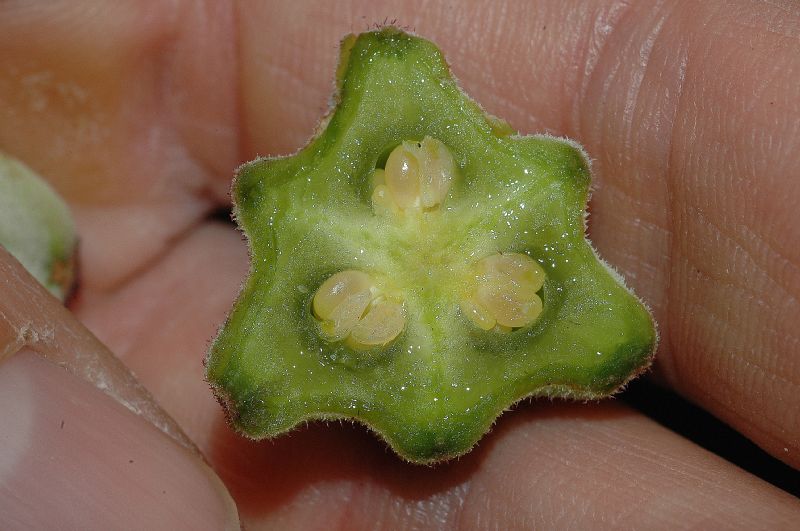 Alstroemeriaceae Bomarea 