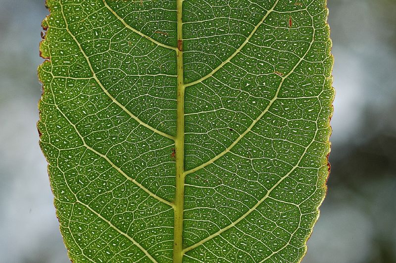 Salicaceae Casearia corymbosa