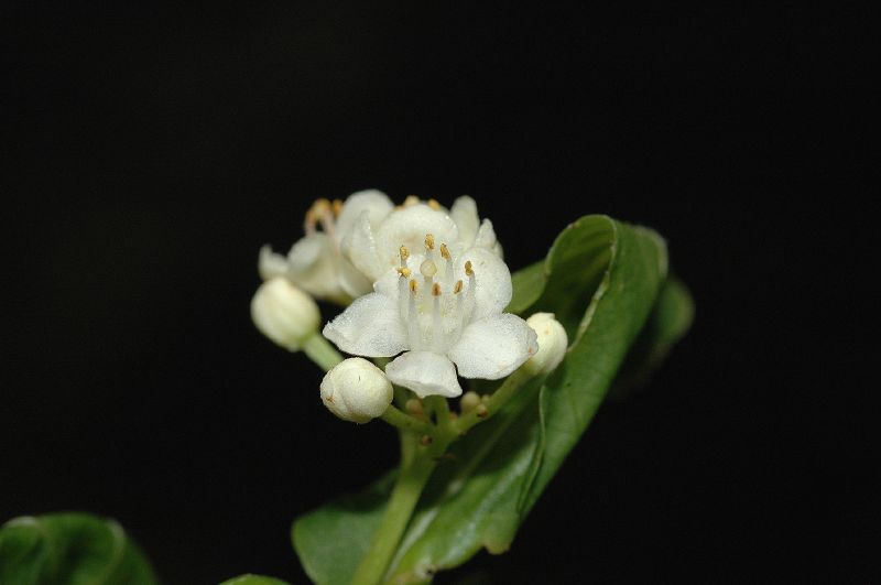 Salicaceae Casearia corymbosa