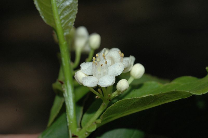 Salicaceae Casearia corymbosa