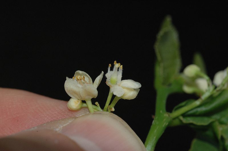 Salicaceae Casearia corymbosa