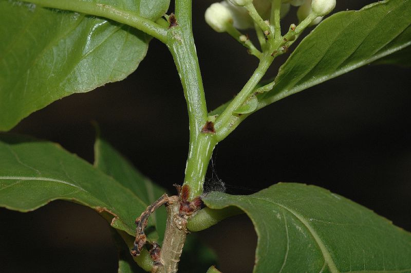 Salicaceae Casearia corymbosa