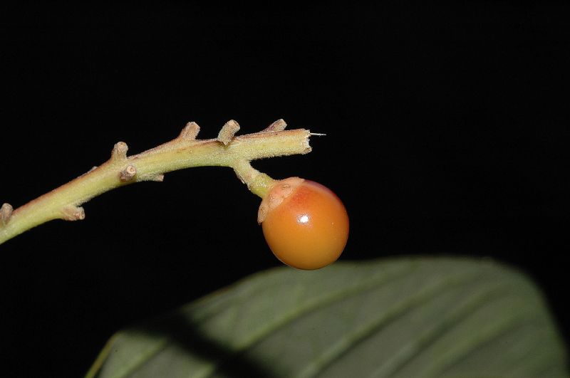 Verbenaceae Citharexylum costaricense