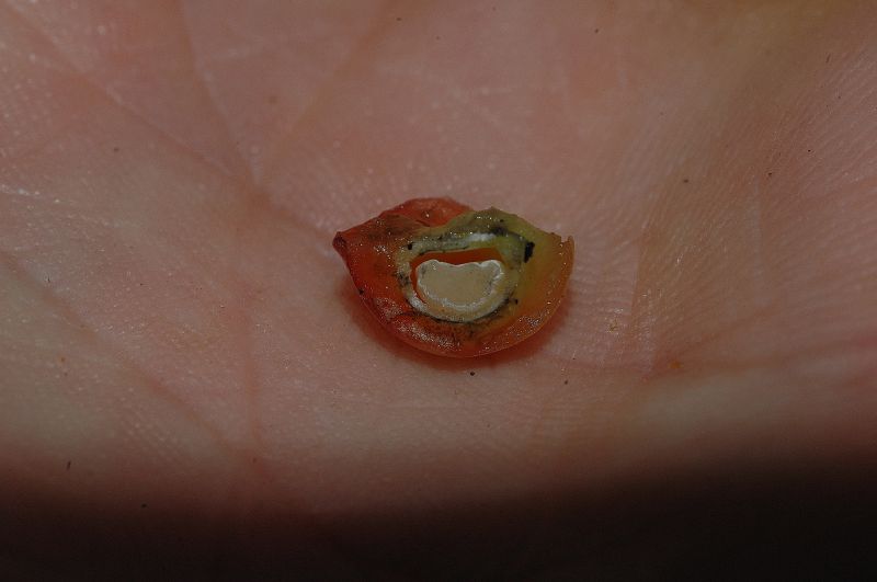 Verbenaceae Citharexylum costaricense