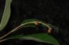 image of Citharexylum costaricense