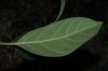 image of Citharexylum costaricense