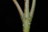 image of Citharexylum costaricense