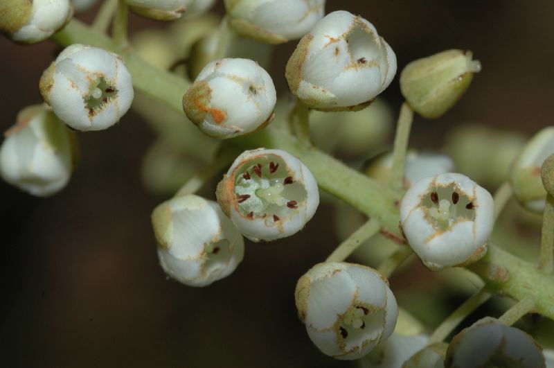 Clethraceae Clethra suaveolens