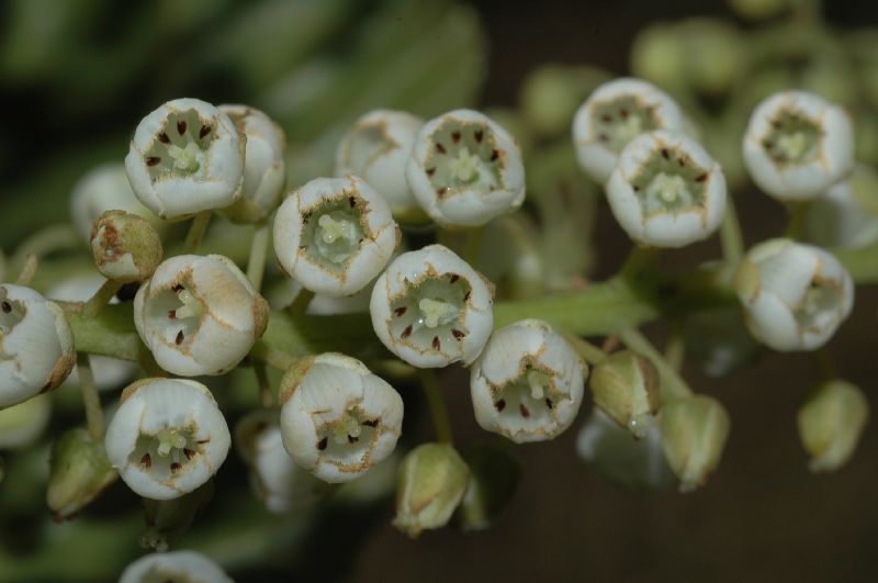 Clethraceae Clethra suaveolens