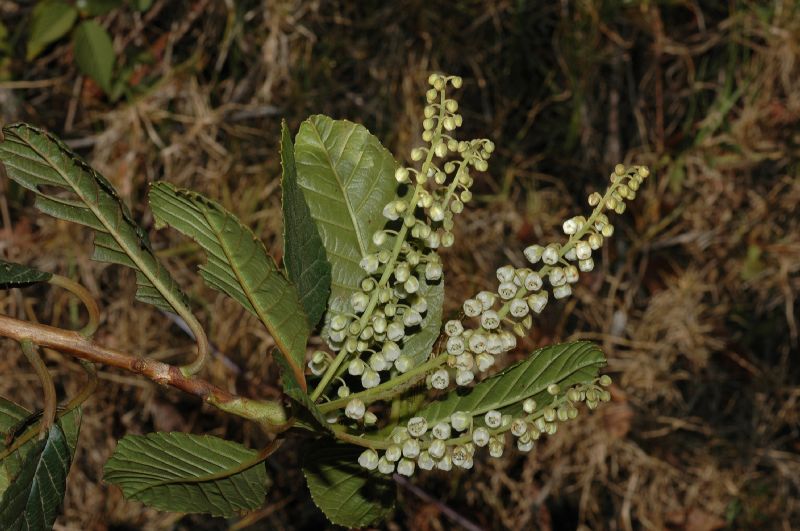 Clethraceae Clethra suaveolens