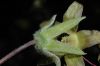 image of Cobaea aschersoniana