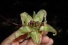 image of Cobaea aschersoniana