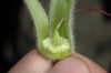 image of Cobaea aschersoniana