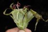 image of Cobaea aschersoniana