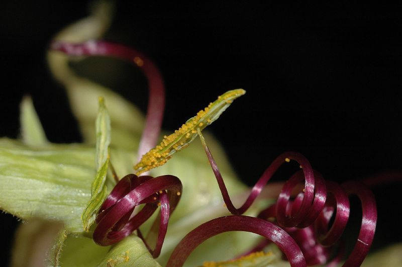 Polemoniaceae Cobaea aschersoniana