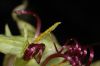 image of Cobaea aschersoniana