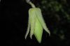 image of Cobaea aschersoniana