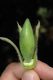 image of Cobaea aschersoniana