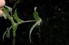 image of Cobaea aschersoniana