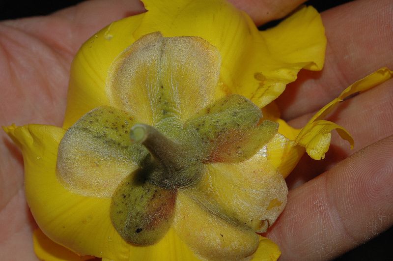 Bixaceae Cochlospermum vitifolium