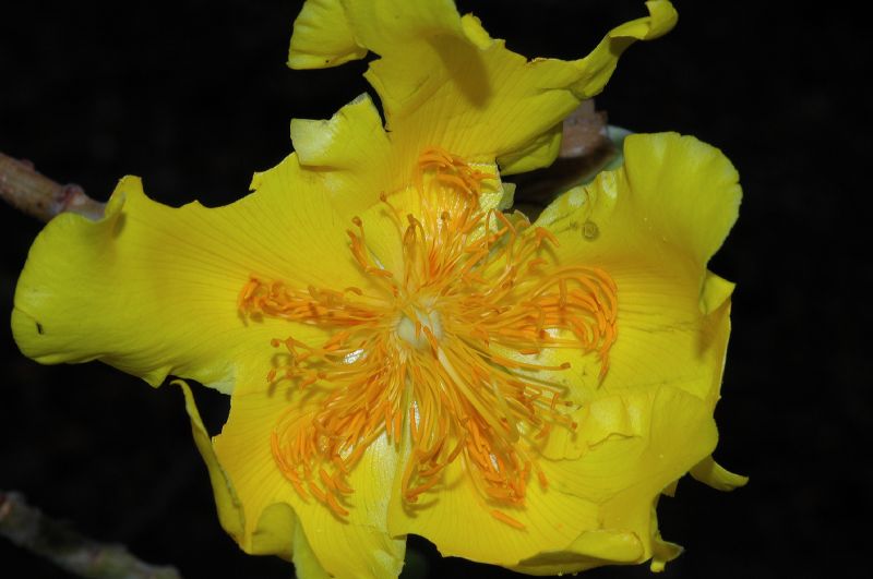 Bixaceae Cochlospermum vitifolium