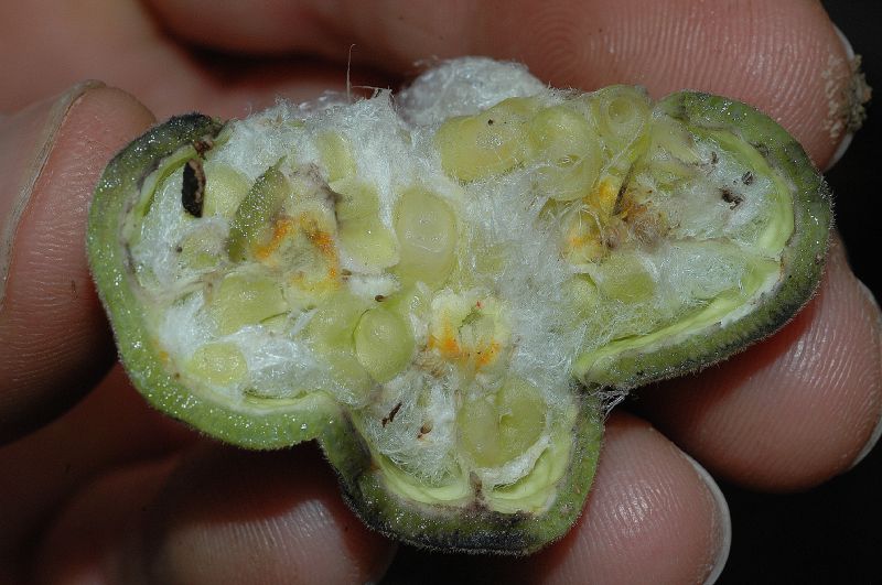 Bixaceae Cochlospermum vitifolium