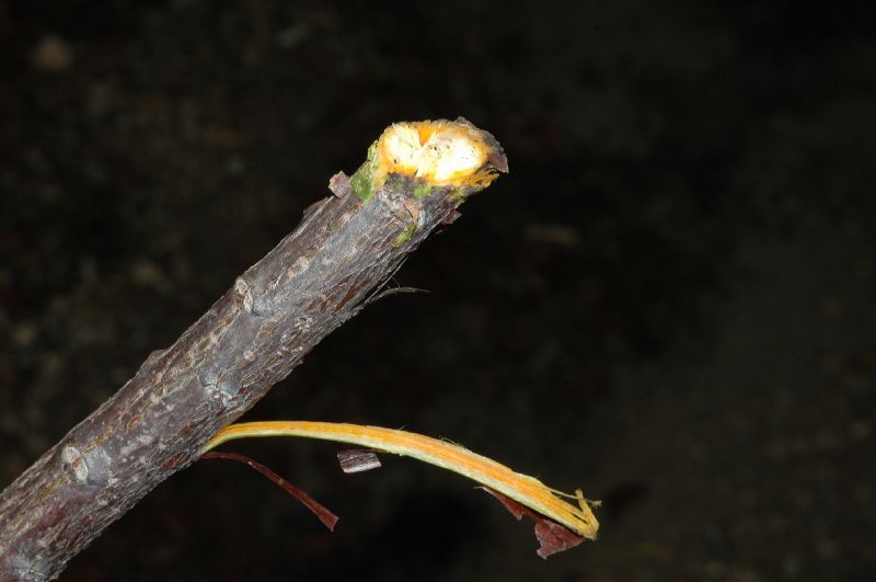 Bixaceae Cochlospermum vitifolium