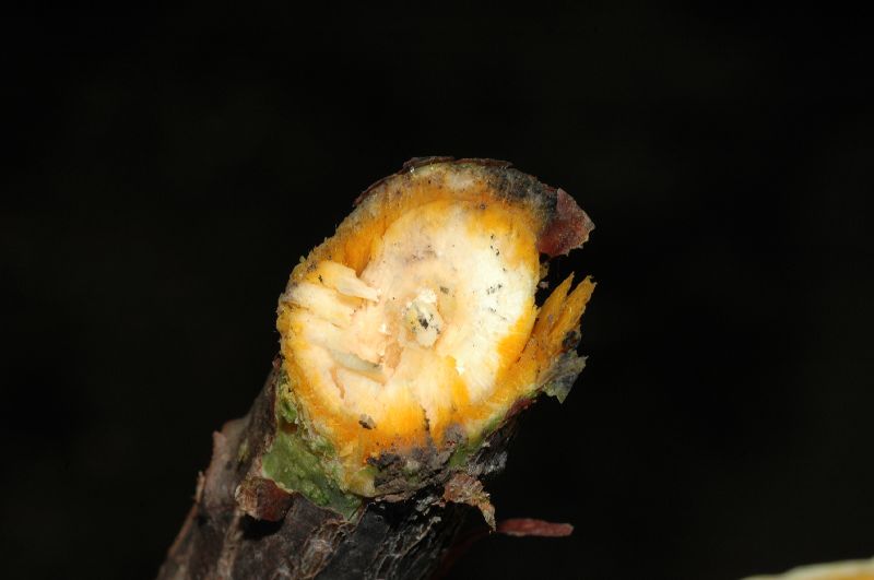 Bixaceae Cochlospermum vitifolium