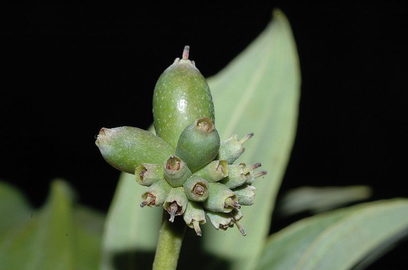 Cornaceae Cornus disciflora
