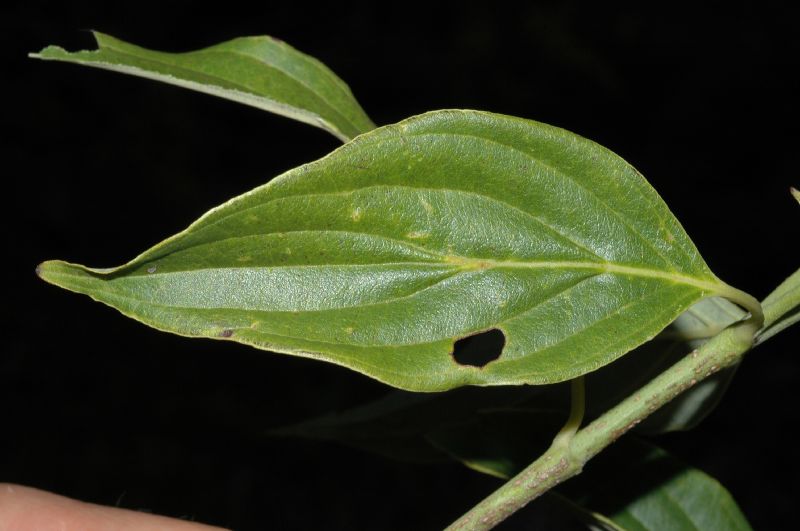 Cornaceae Cornus disciflora