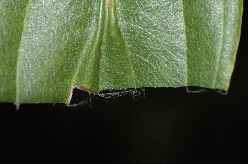 Cornaceae Cornus disciflora