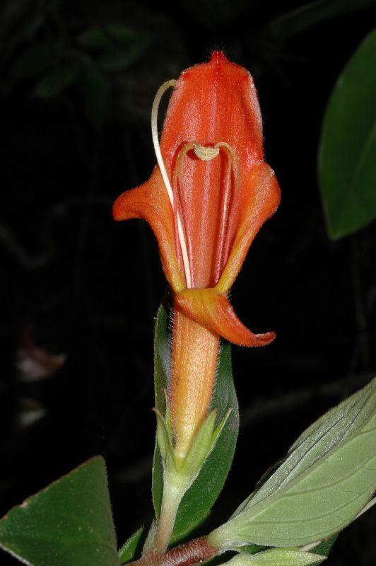 Gesneriaceae Columnea lepidocaulis