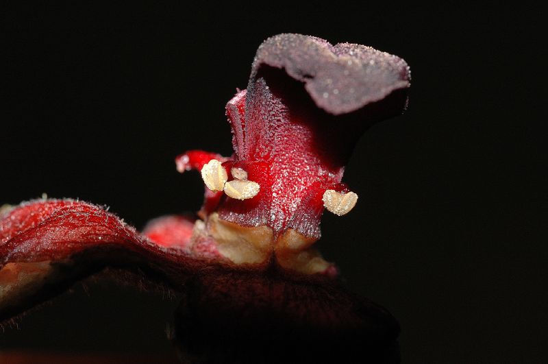 Byttneriaceae Herrania purpurea