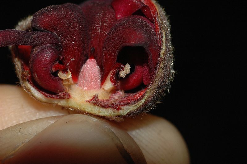 Byttneriaceae Herrania purpurea
