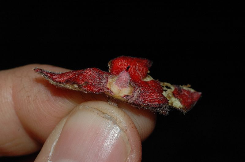 Byttneriaceae Herrania purpurea