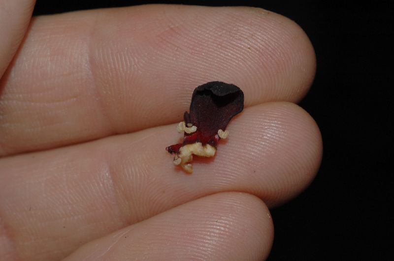 Byttneriaceae Herrania purpurea