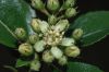 image of Hesperomeles heterophylla
